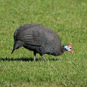 Helmeted Guineafowl