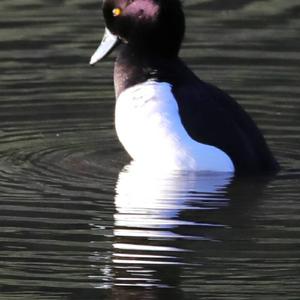 Tufted Duck