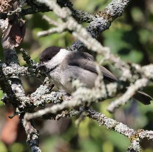 Willow Tit