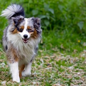 Australian Shepherd