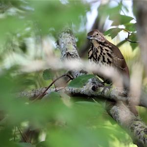 Brown Thrasher