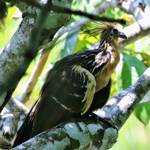 Hoatzin