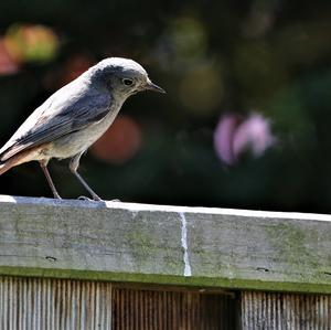 Black Redstart