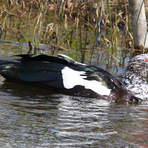 Muscovy Duck