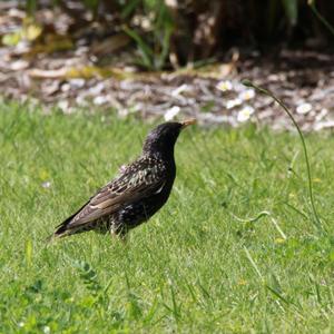 Common Starling