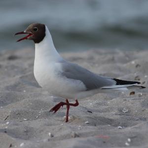 Black-headed Gull