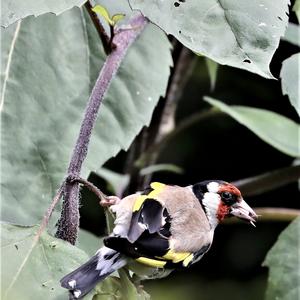 European Goldfinch