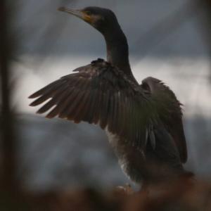 Great Cormorant