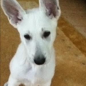 Berger Blanc Suisse