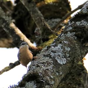 Wood Nuthatch