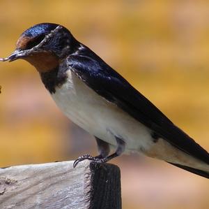 Barn Swallow