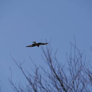 Red Kite