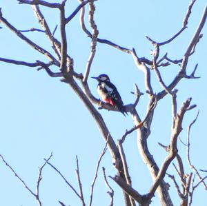 Great Spotted Woodpecker