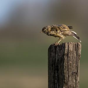 Wiesenpieper