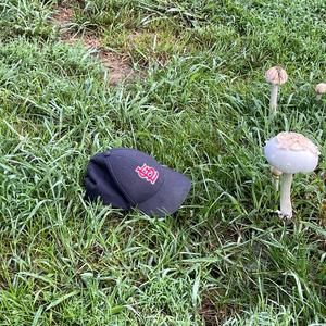 Parasol Mushroom