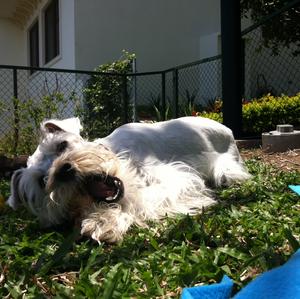 Miniature Schnauzer