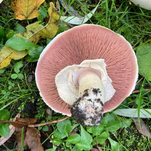 Yellow-foot Agaric