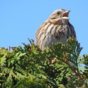 Song Sparrow