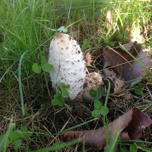 Shaggy Mane