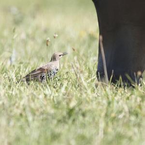 Common Starling