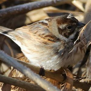 Reed Bunting