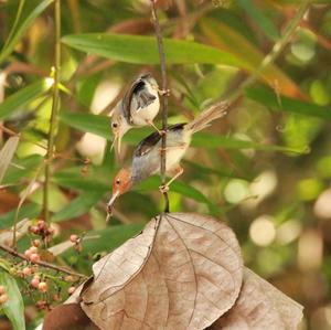 Ashy Tailorbird