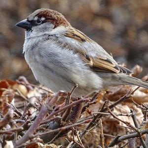 House Sparrow