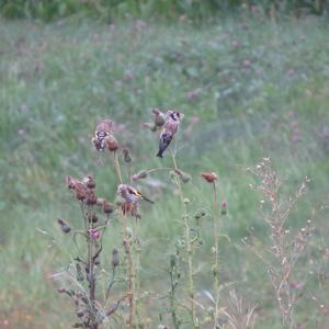 European Goldfinch