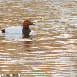 Common Pochard