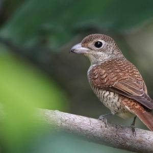 Tiger Shrike