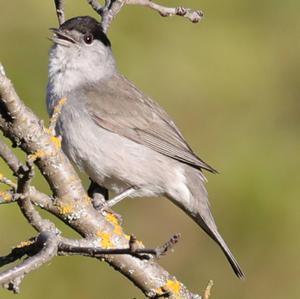 Blackcap