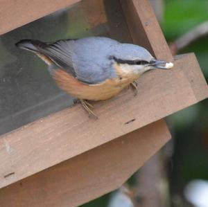 Wood Nuthatch