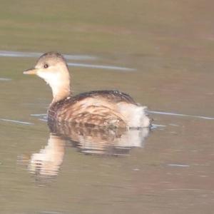 Little Grebe