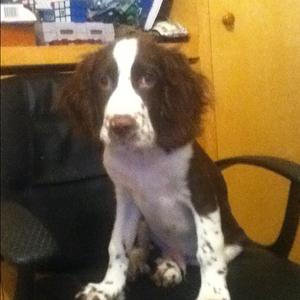 Spaniel (English Springer)