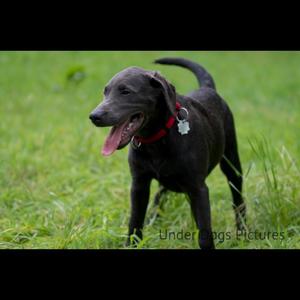 Retriever (Labrador)