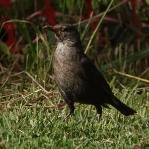 Eurasian Blackbird