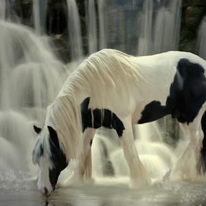 Gypsy Vanner Horse