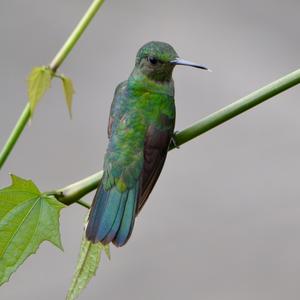 Steely-vented Hummingbird