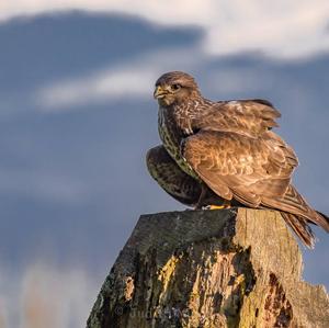 Mäusebussard