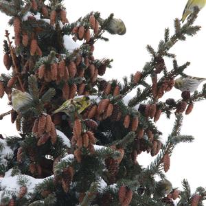 Eurasian Siskin