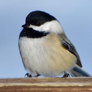 Black-capped Chickadee