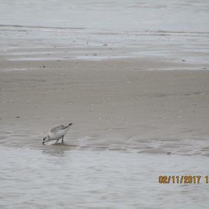 Sanderling