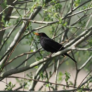 Eurasian Blackbird