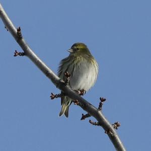 Eurasian Siskin