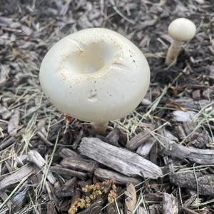 Spring Agrocybe