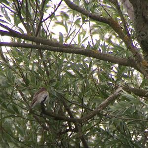 Spotted Flycatcher