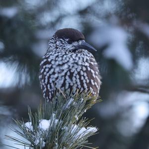 Spotted Nutcracker