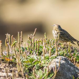 Rock Pipit