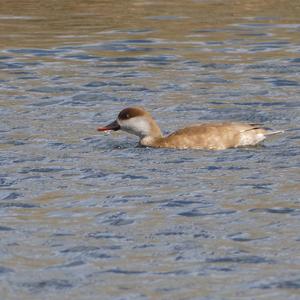 Cinnamon Teal