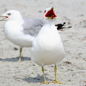 Yellow-legged Gull